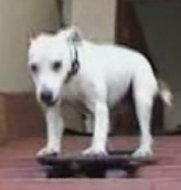 Hot Rod Dog